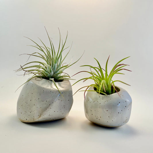 Air Plant Pot